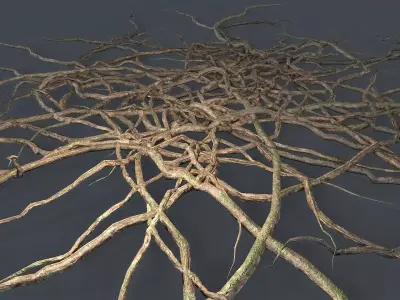 Wood Roots Low-poly 3D model
