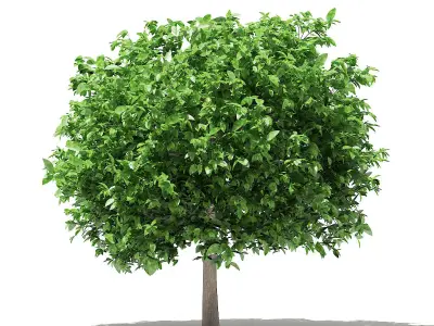 Pomelo Tree 3D model