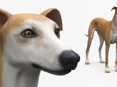  Large Dogs Collection 