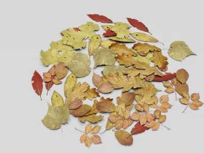 Ground Leaves Pack Low-poly 3D model