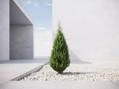 Conifer tree 3D model
