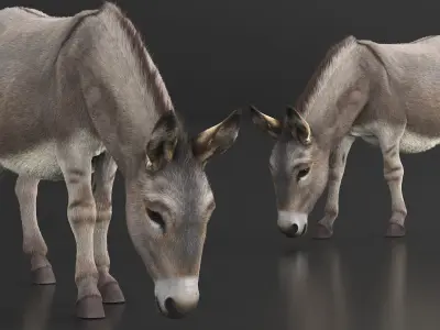  Grazing Donkey Animal Fur 