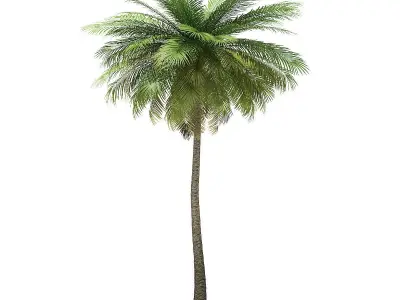 Coconut Palm Tree 3D Model 9m 3D model