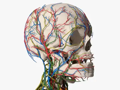  Human Circulatory and Nervous System Anatomy 
