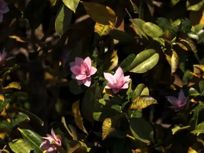 Magnolia All Pack 20 tree models plus GrowFX files 3D model