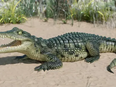  Crocodile 