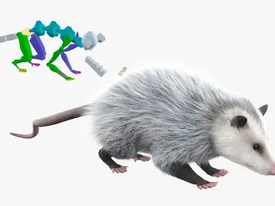  Opossum Walk and Dead Fur Animated Rigged 
