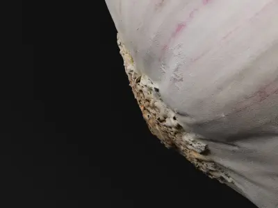 Garlic  3D model