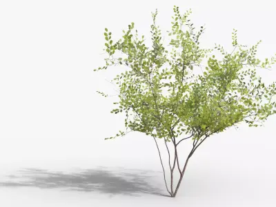 Amelanchier lamarckii Multistem 3D model