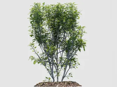 Hedge Bush 3D model