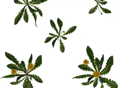 Realistic Dandelion Weed  Flower 3D Model Pack Low-poly 3D model