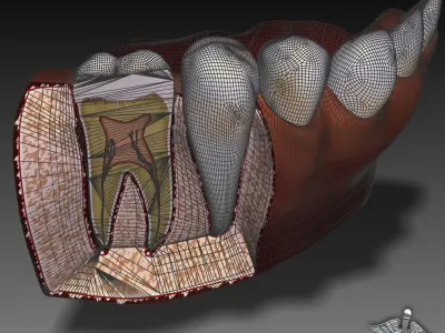 Tongue Throat and Teeth Collection 3D model