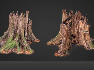 Photorealistic tree root from scan for renders 3D model