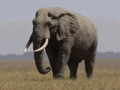  Elephant African Rigged 