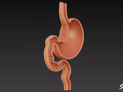 Stomach Cross Section Low-poly 3D model