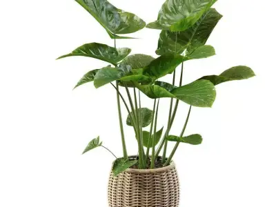 Elephant ear caladium in pots 3D model