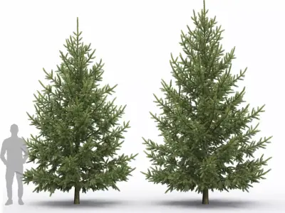 Picea Abies 3D model