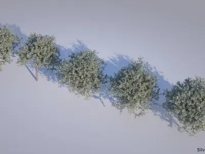 Silver Buttonwood - Conocarpus Erectus 3D model