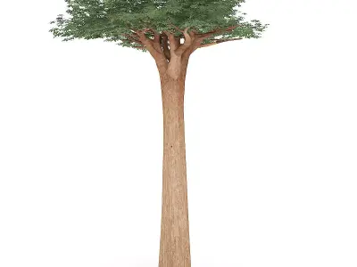 Baobab Tree 3D model