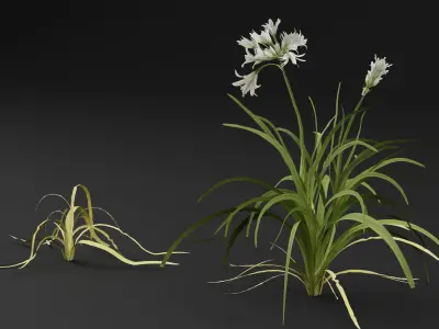 Allium triquetrum 3D model