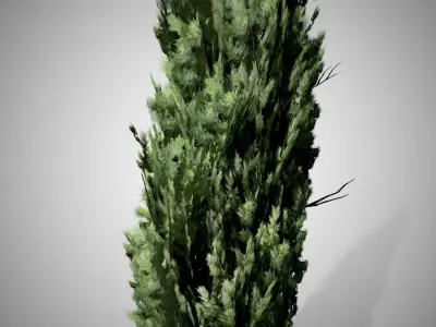 Italian Cypress Tree Free low-poly 3D model