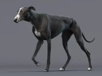 Greyhound Black Animated 3D model
