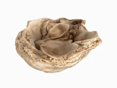 Fossil Sea Shells 3D model