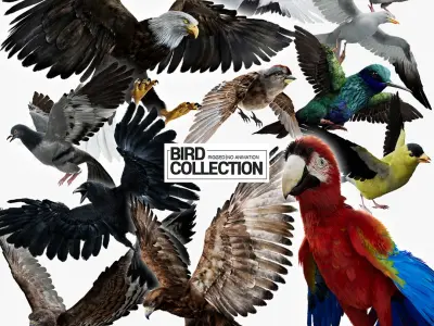  Bird Fur Collection 3D 