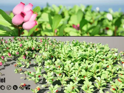 Arctostaphylos Massachusetts Hybrid plants Free 3D model