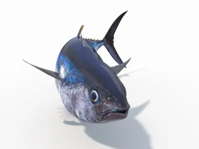  Tuna Fish (Animated) 