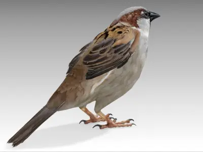  Sparrow 