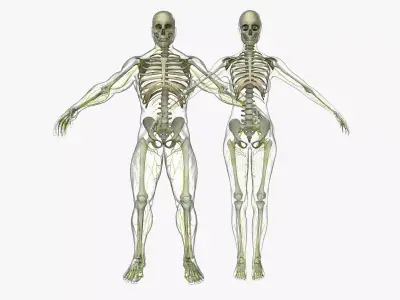 Human Male And Female Nervous System 3D model