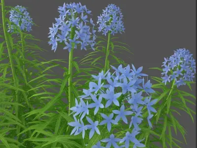 XfrogPlants Narrowleaf Bluestar - Amsonia Hubrichtii  3D model