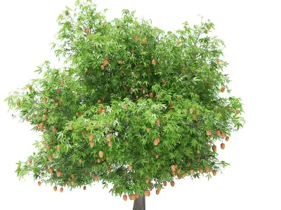 Mango Tree with Fruits 3D model