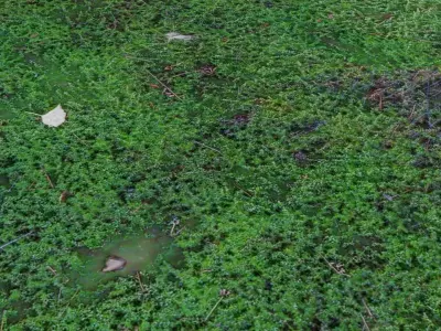 3 Surface of Moss set 3D model