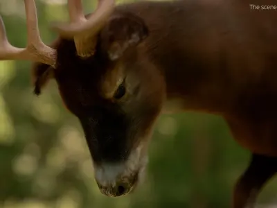  Virginia Deer Animated Fur Rigged For Blender 