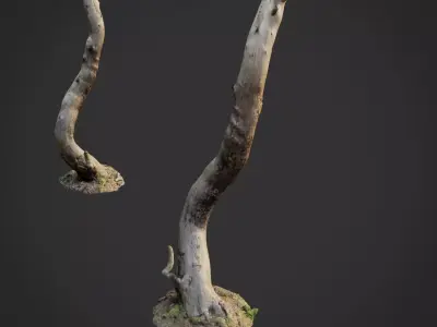 3d scanned nature forest roots 008 3D model