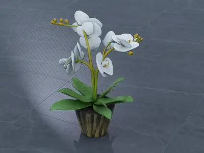 butterfly orchid Low-poly 3D model