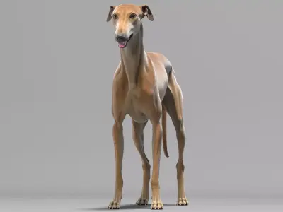 Greyhound Brown Animated 3D model