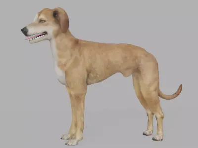 QATARI STREET DOG LOWPOLY Low-poly 3D model