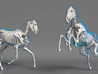  Horse Skeleton Anatomy Rigged 