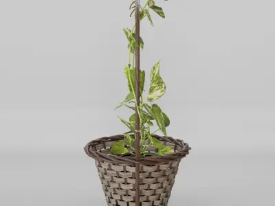 Basket Pothos Low-poly 3D model
