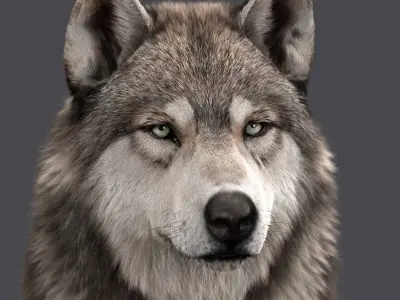  Wolf Head (FUR) 