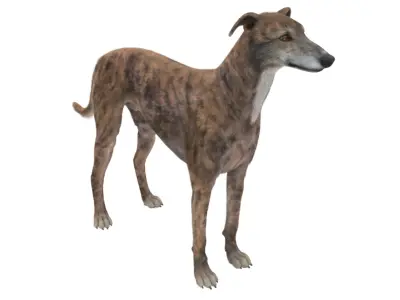  Greyhound Dog Male Brindle Fur for Cinema 4D 