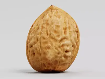 Walnut Shell - Realistic Whole Nut 3D model