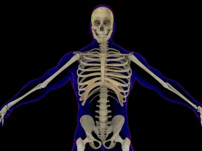 Full Male And Female Skeleton Anatomy 3D model