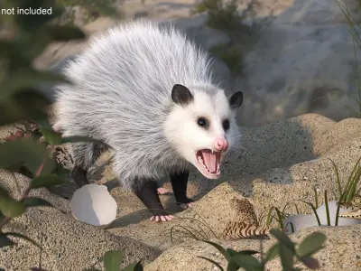  Opossum Destroys Reptile Nest Fur 