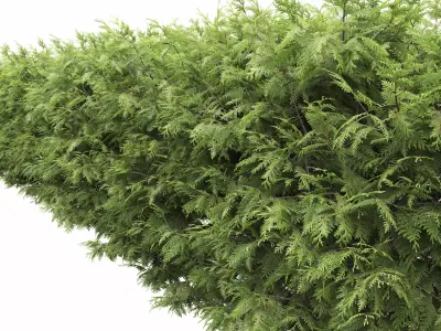 Thuja occidentalis hedge 01 3D model