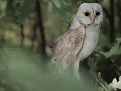 Photorealistic Barn Owl Low-poly 3D model