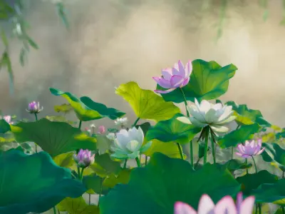  Lotus Collection vol07 